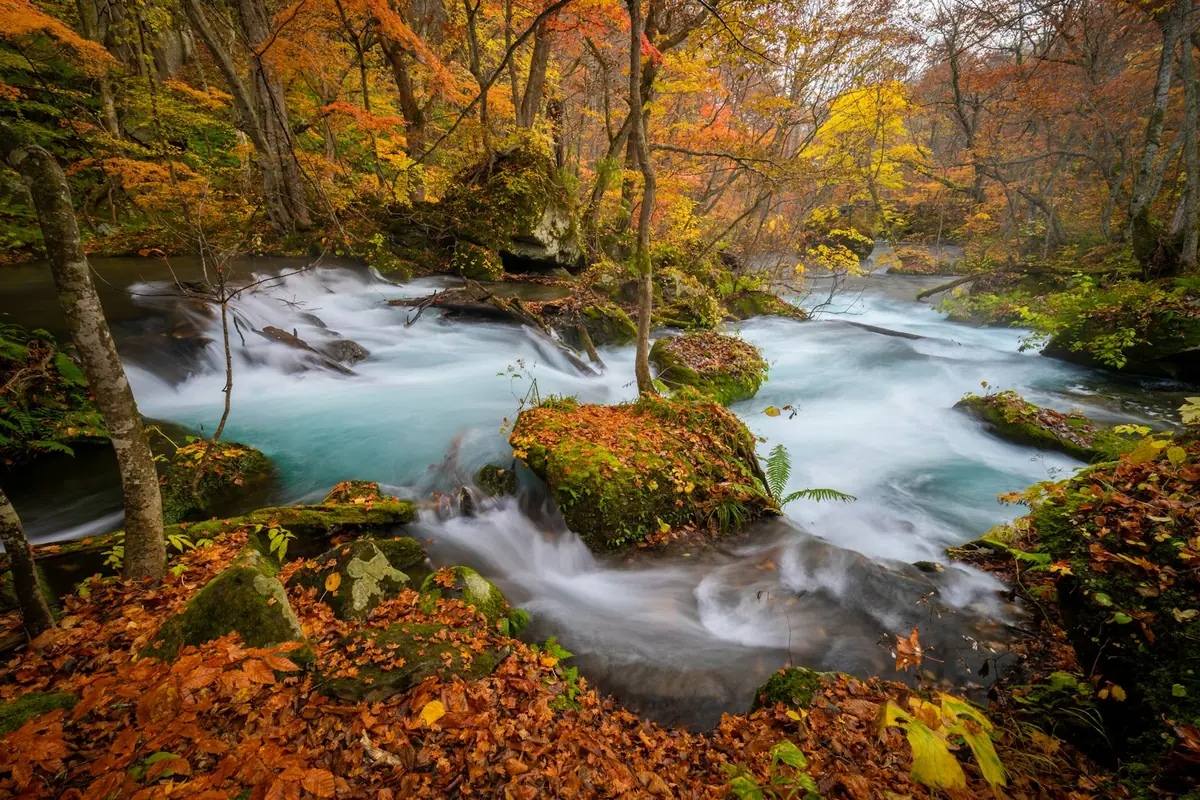 紅葉の中、苔むした岩の間を流れる奥入瀬渓流